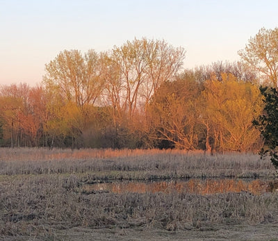 Kami Mendlik: Mastering Color Relationships for Radiant Light